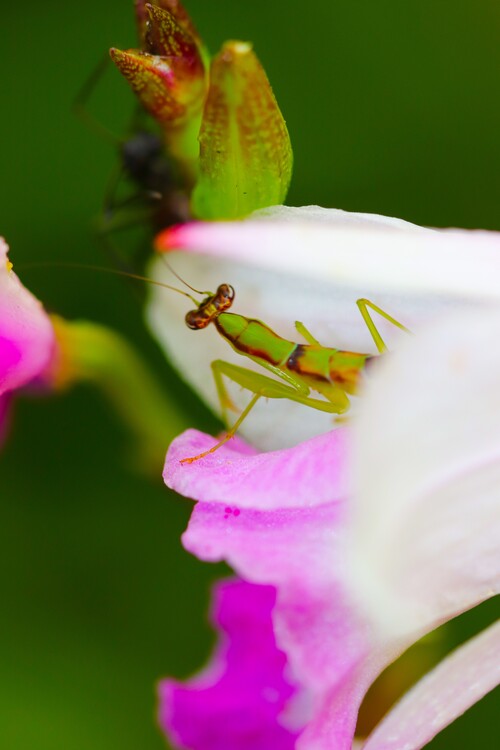 Плакат Flower Portrait
