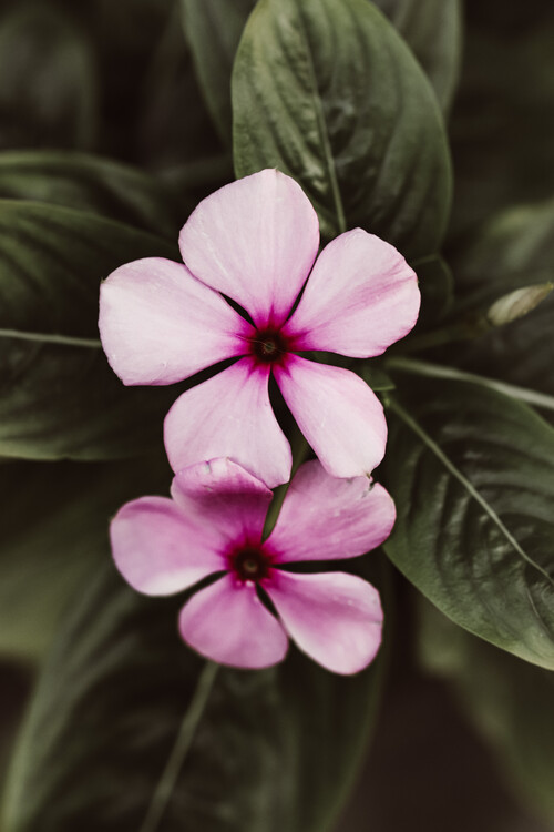 Плакат Flower Portrait