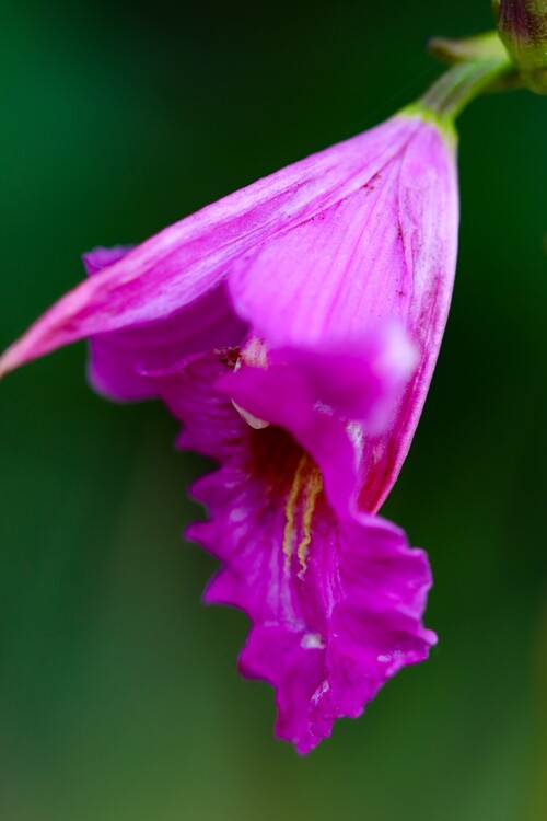 Плакат Flower Portrait