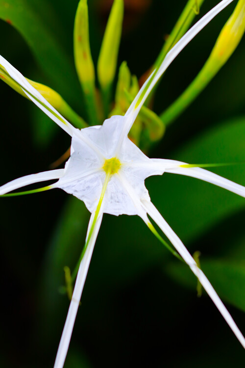 Плакат Flower Portrait