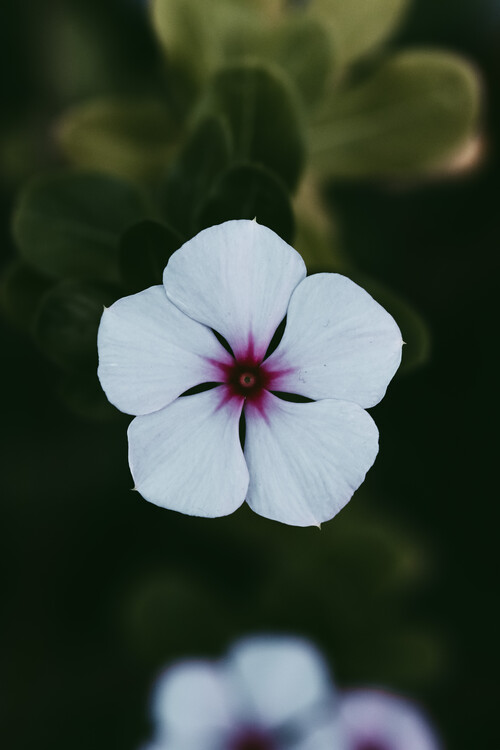 Плакат Flower Portrait