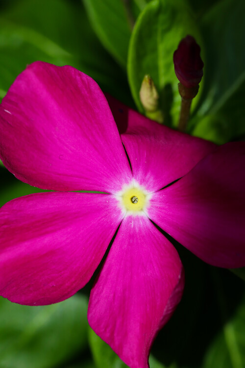 Плакат Flower Portrait