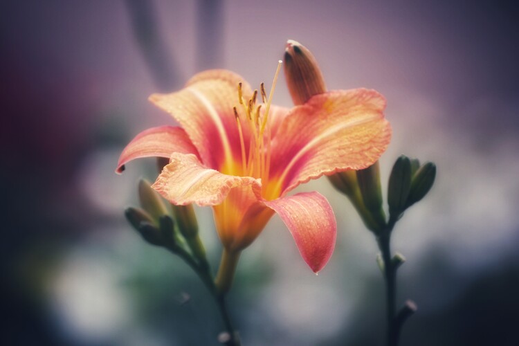 Плакат Flower Portrait