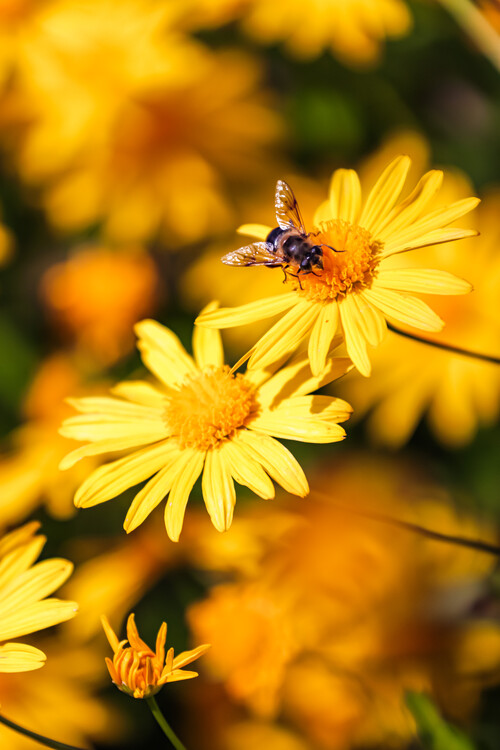 Плакат Flower Portrait