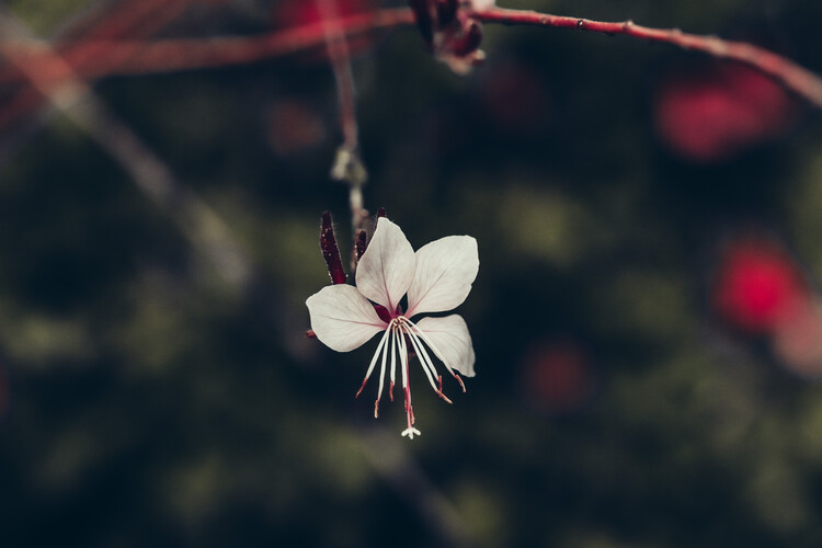 Плакат Flower Portrait
