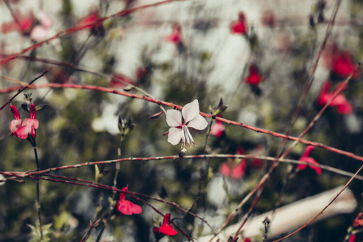 Плакат Flower Portrait