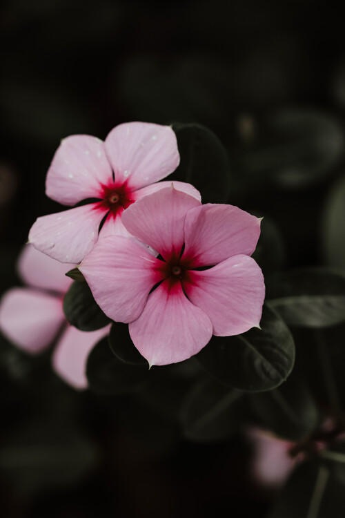 Плакат Flower Portrait