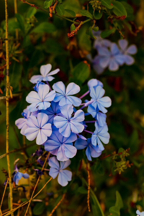Плакат Flower Portrait
