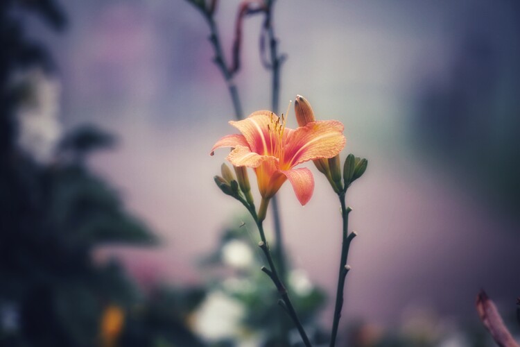 Плакат Flower Portrait