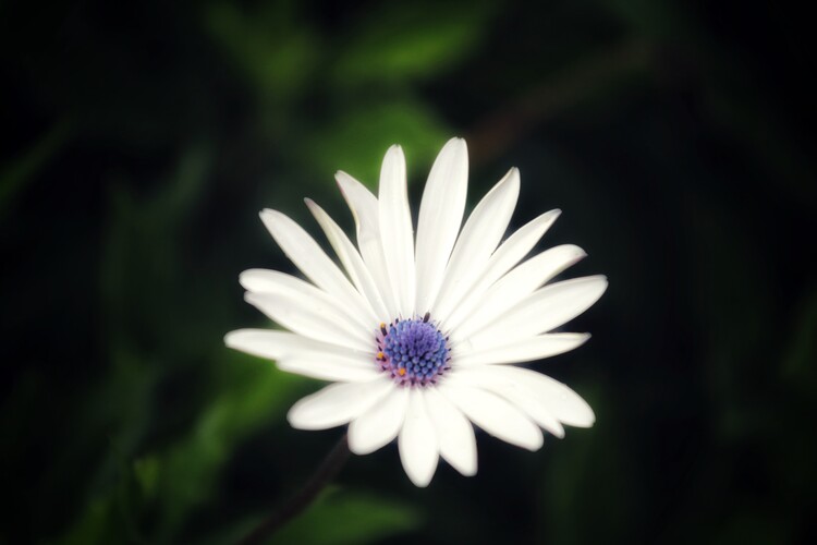 Плакат Flower Portrait