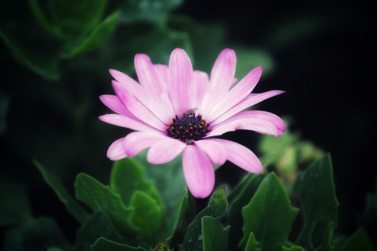 Плакат Flower Portrait