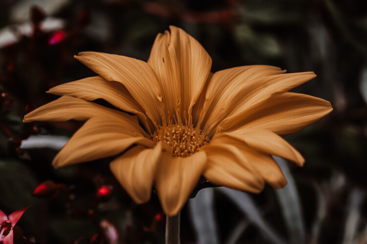 Плакат Flower Portrait