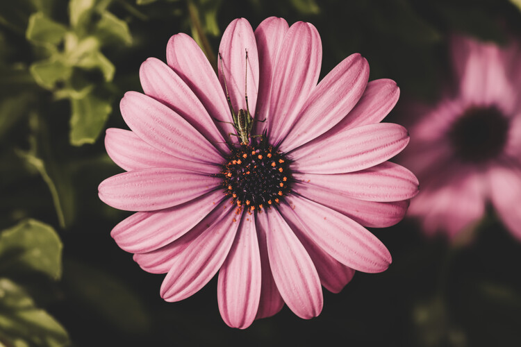 Плакат Flower Portrait