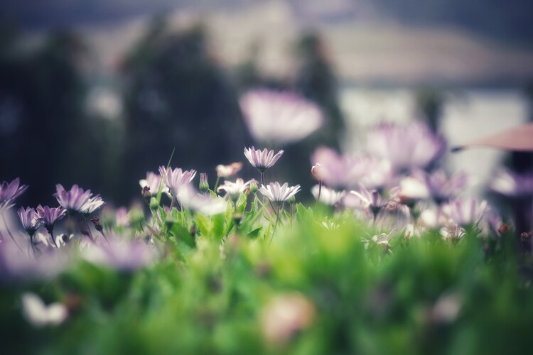 Плакат Flower Portrait
