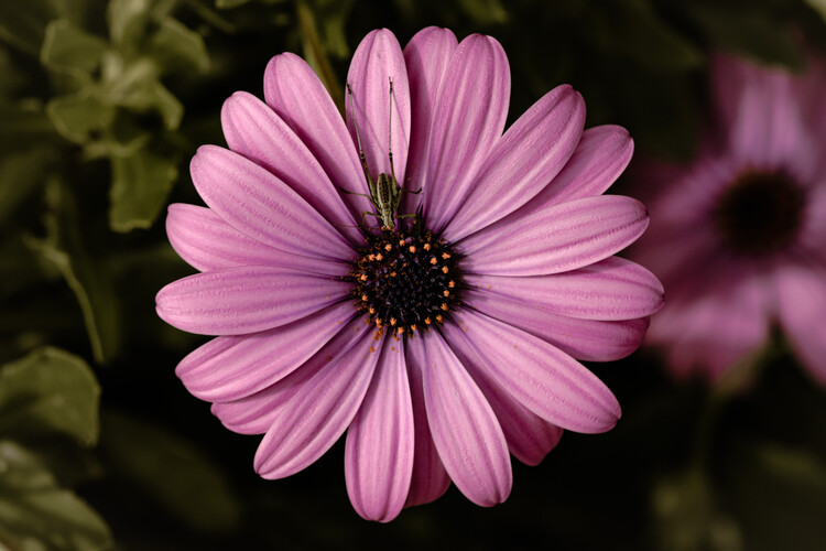 Плакат Flower Portrait