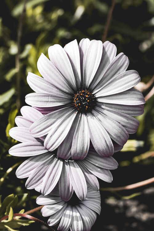 Плакат Flower Portrait