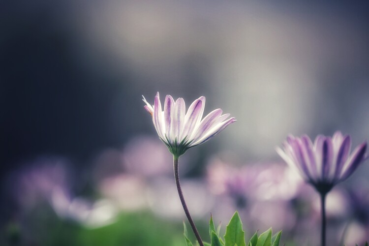 Плакат Flower Portrait