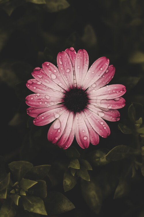 Плакат Flower Portrait