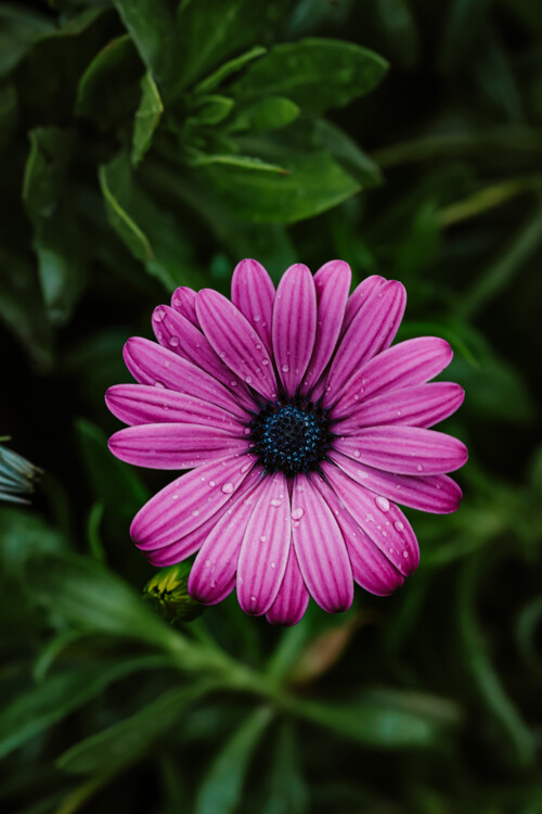 Плакат Flower Portrait