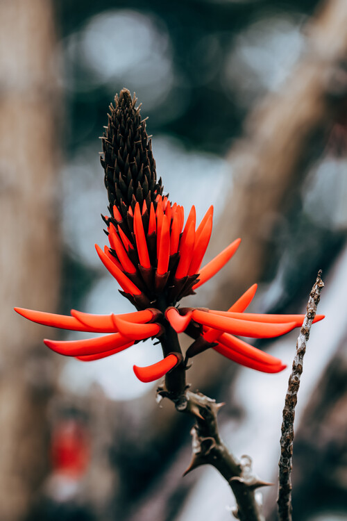 Плакат Flower Portrait