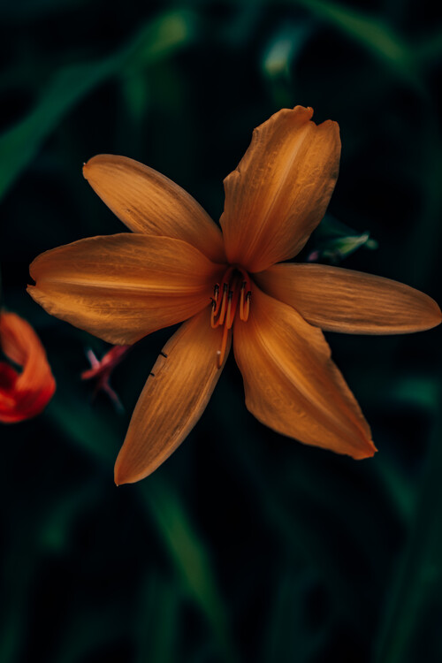 Плакат Flower Portrait