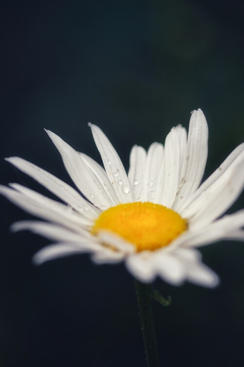 Плакат Flower Portrait
