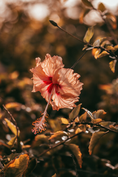Плакат Flower Portrait