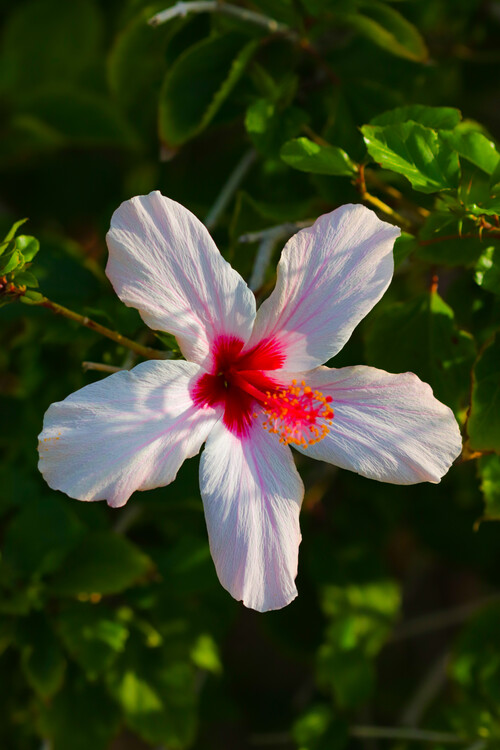 Плакат Flower Portrait