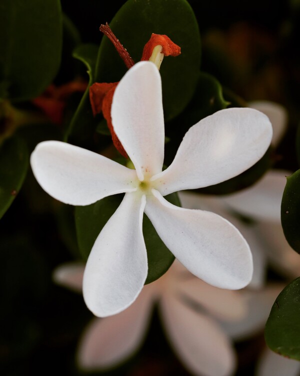 Плакат Flower Portrait