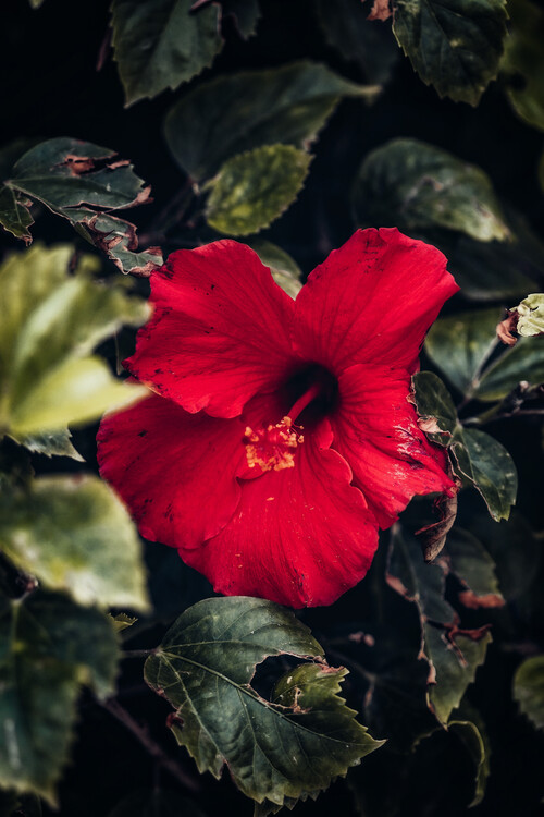 Плакат Flower Portrait