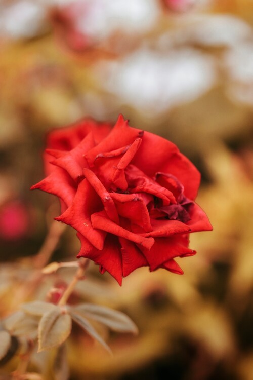 Плакат Flower Portrait