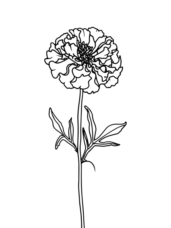 Poster Hand drawing flower art illustration