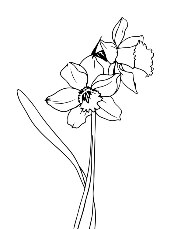 Poster Hand drawing flowers art illustration