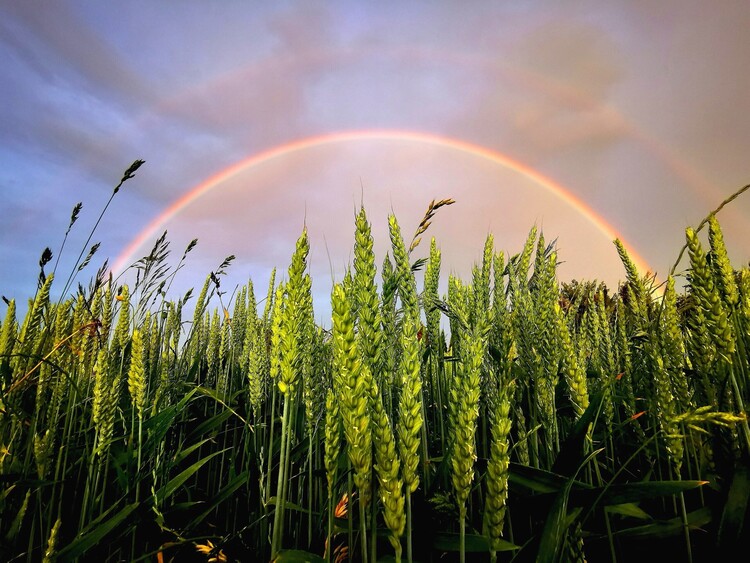 Poster Raindbow