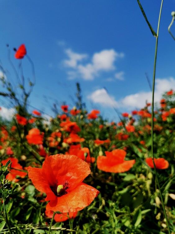 Εκτύπωση καμβά Field of poppyseed