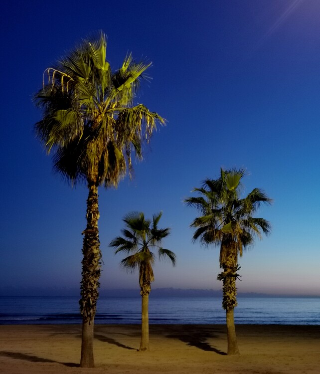 Plagát Palm tree