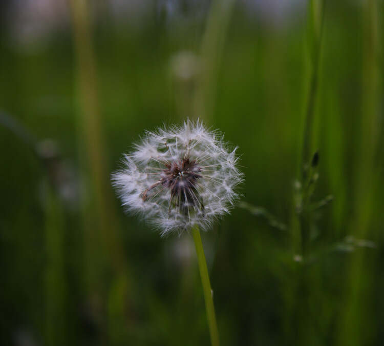 Αφίσα Dandelion