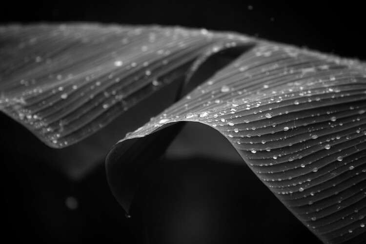 Плакат Natur, Minimalismus