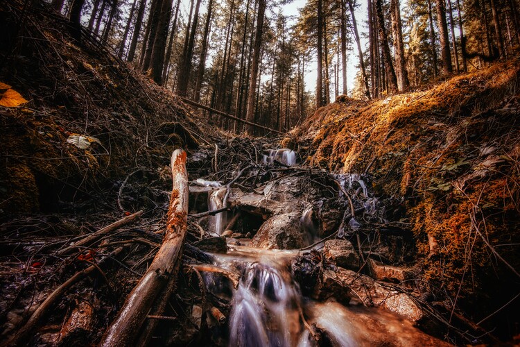 Poster Wald Deutschland