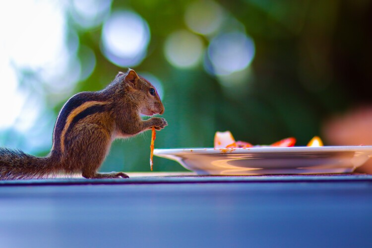 Plakát Streifenhörnchen in Sri Lanka