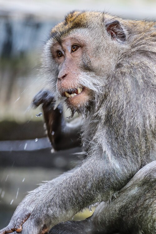 Плакат Affen Portrait