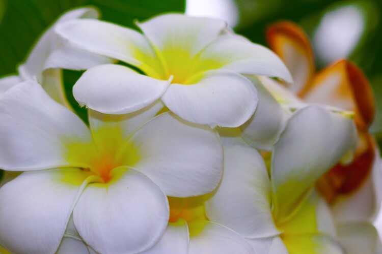 Плакат Blumen Portrait