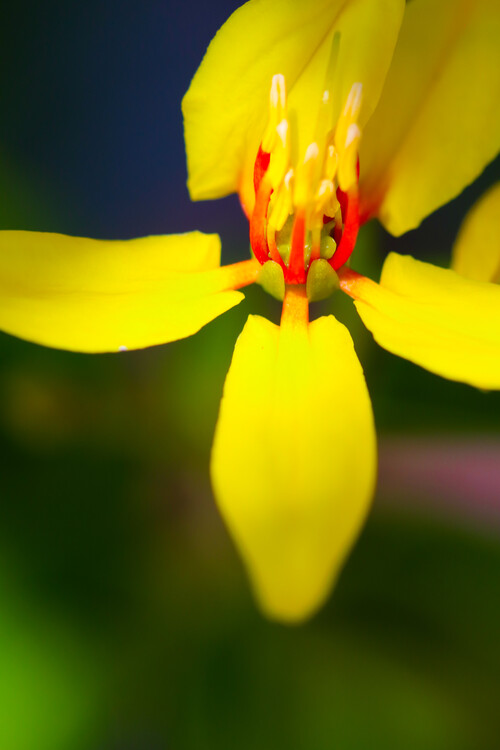 Плакат Blumen Portait