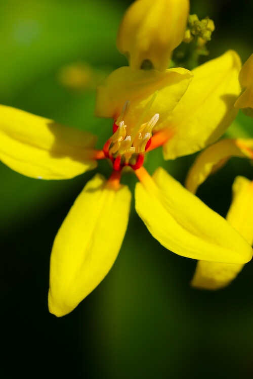 Плакат Blumen Portait