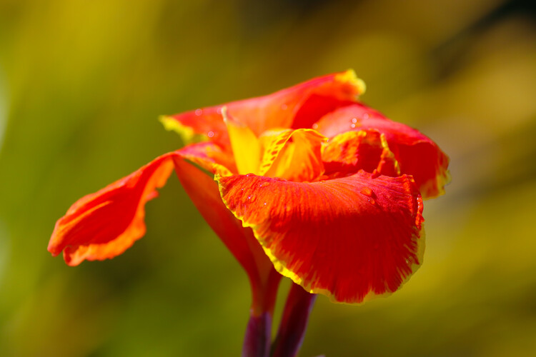 Плакат Blumen Portait