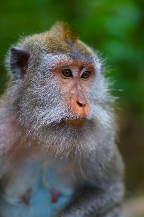 Плакат Affen Portrait