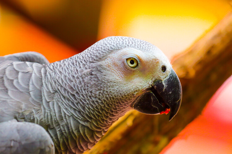 Плакат Papagei Portrait
