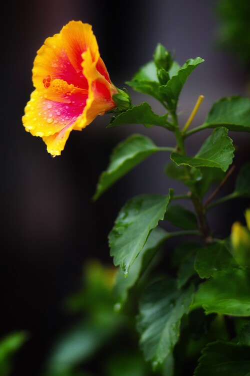 Плакат Blumen Portrait