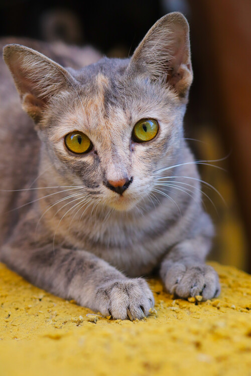 Плакат Katzen Portrait