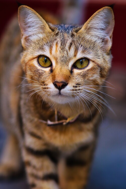 Плакат Katzen Portrait